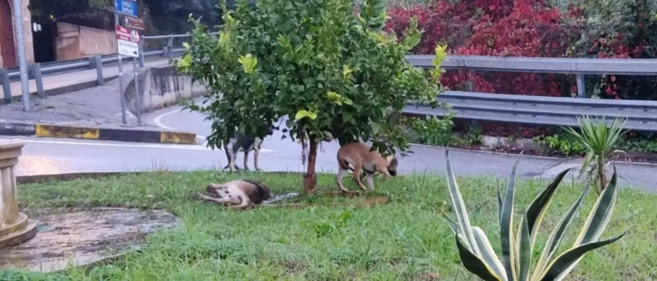 Cani morti avvelenati nel Catanzarese, l’associazione Gaia animali presenta denuncia in Procura