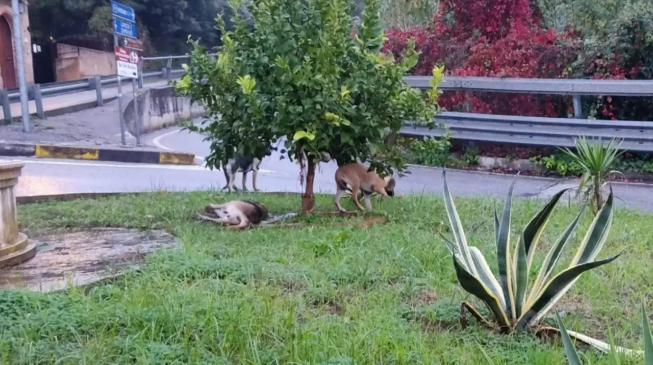 Cani avvelenati nel Catanzarese, il sindaco di Falerna: «Gesto vigliacco ma episodio isolato. Abbiamo denunciato»