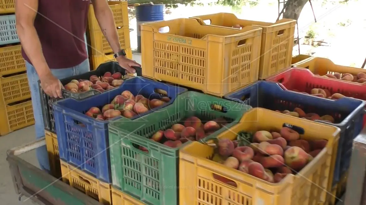 Dalla Regione 5 mln per le aziende agricole calabresi, l’assessore Gallo: «Interventi a sostegno della competitività»