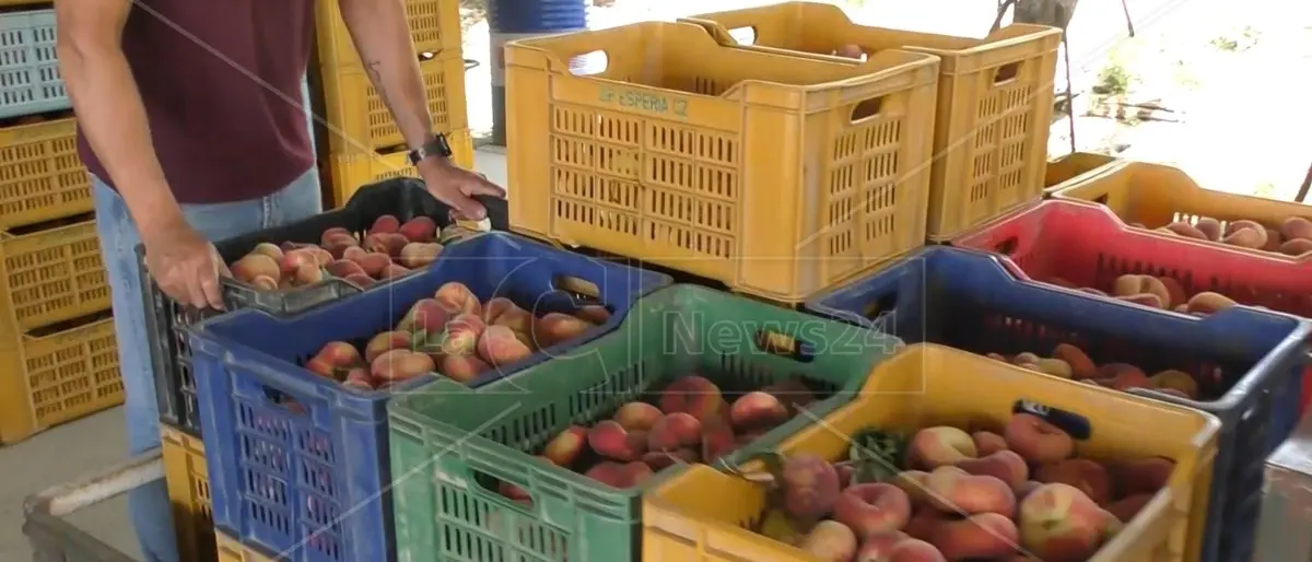 Dalla Regione 5 mln per le aziende agricole calabresi, l’assessore Gallo: «Interventi a sostegno della competitività»