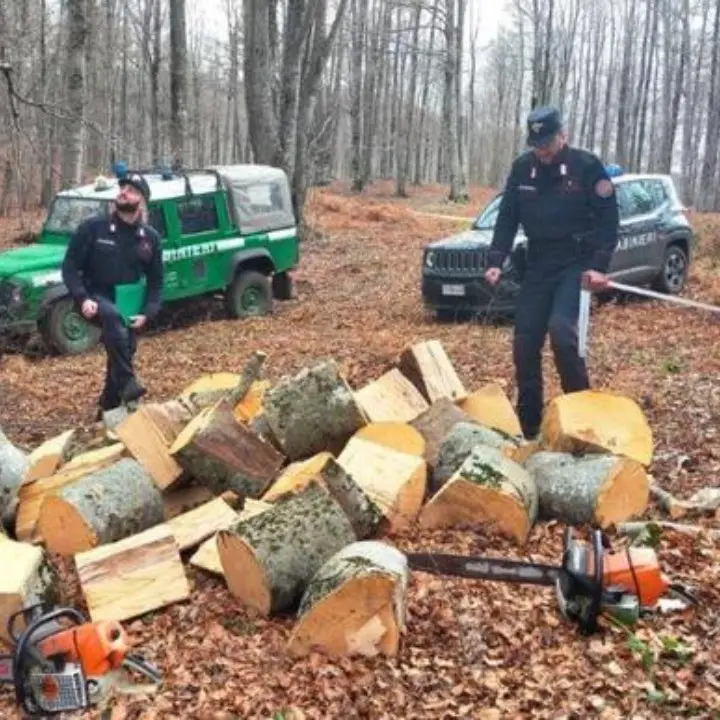 Rubavano legna nel Parco della Sila, si danno alla fuga ma vengono bloccati dai carabinieri forestali