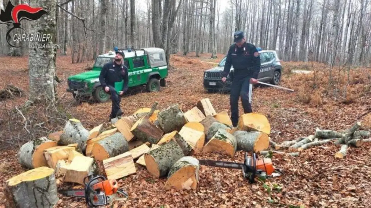 Rubavano legna nel Parco della Sila, si danno alla fuga ma vengono bloccati dai carabinieri forestali