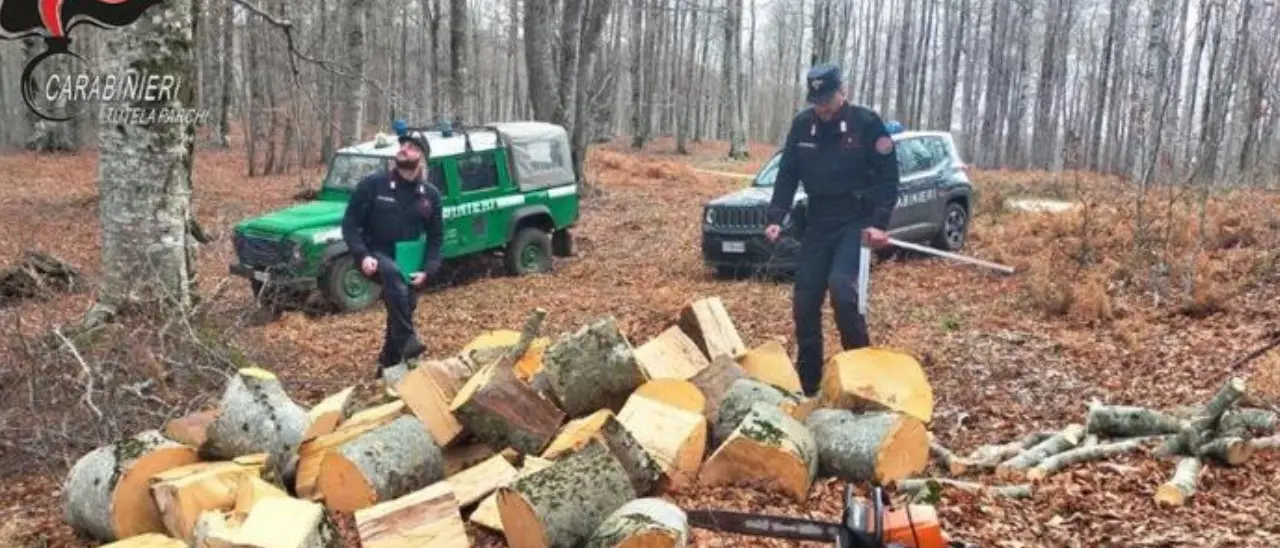 Rubavano legna nel Parco della Sila, si danno alla fuga ma vengono bloccati dai carabinieri forestali