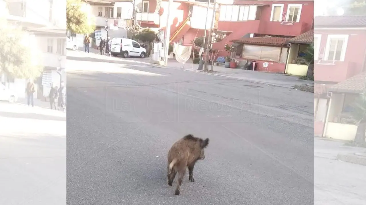 Alla Tonnara di Palmi i cittadini adottano “Micu”, il cucciolo di cinghiale diventato amico di grandi e piccoli