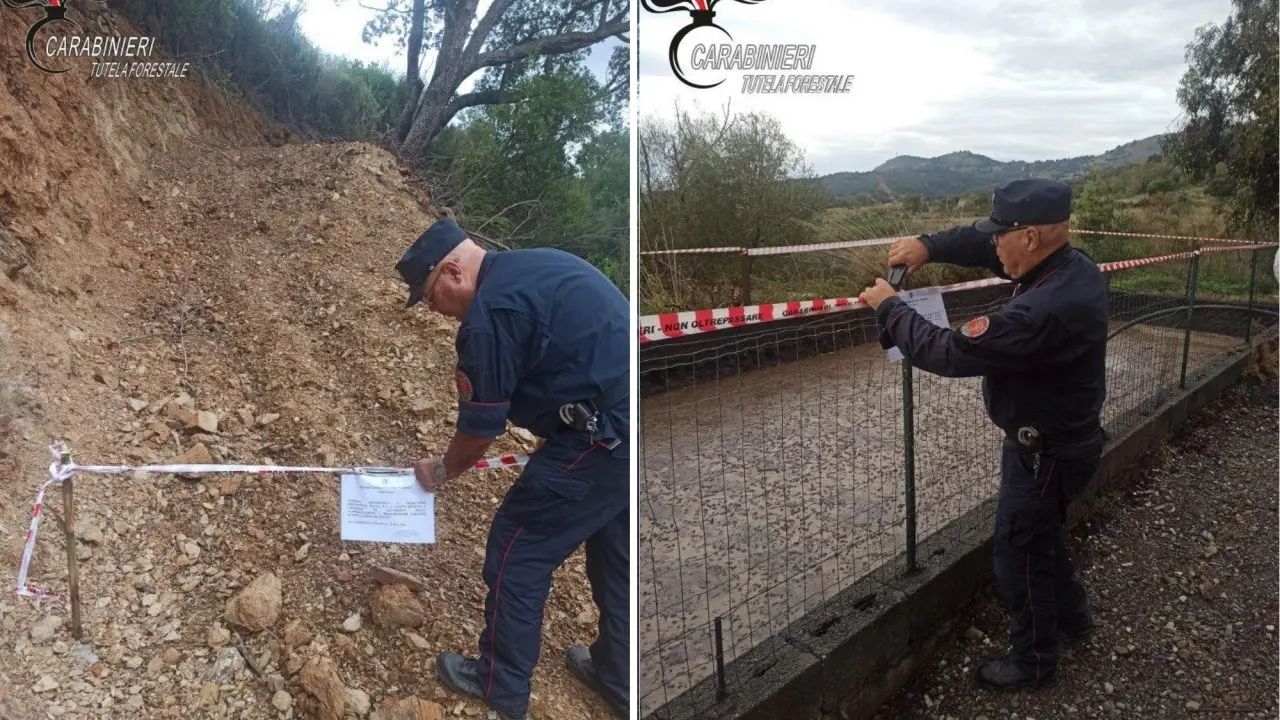 Santa Domenica Talao, sradica un bosco di macchia mediterranea per piantare alberi di eucalipto: denunciato