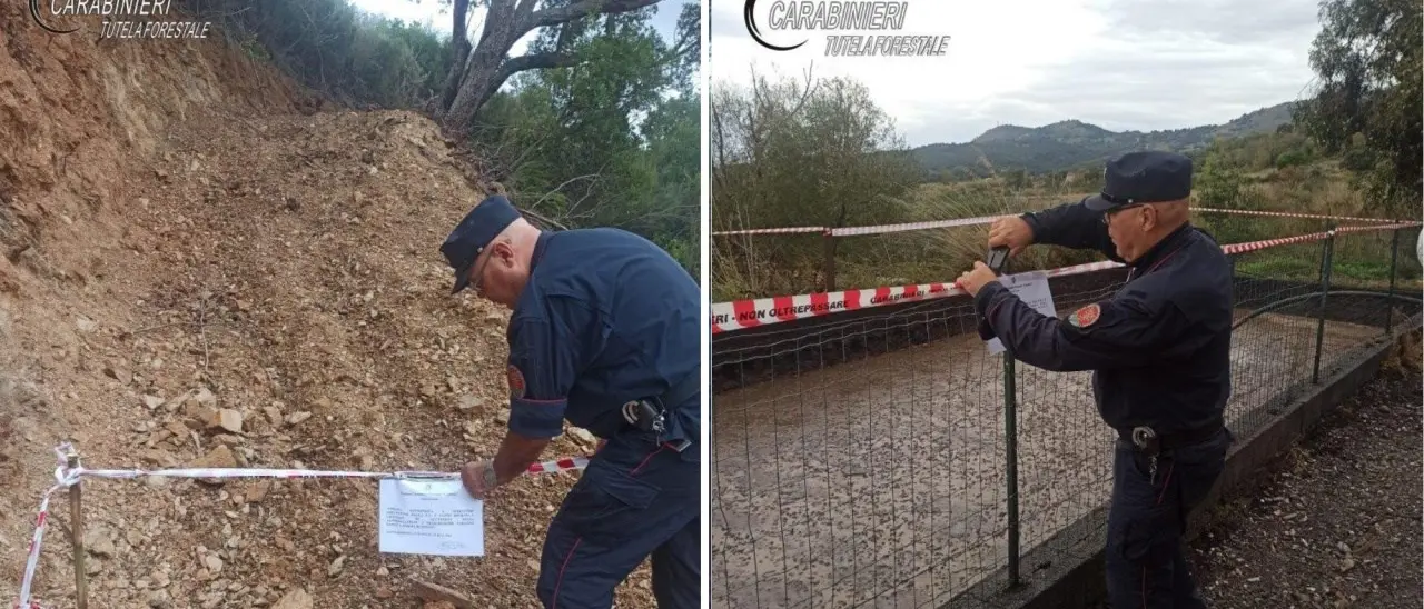 Santa Domenica Talao, sradica un bosco di macchia mediterranea per piantare alberi di eucalipto: denunciato