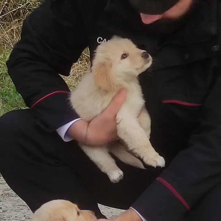 Caulonia, cuccioli di cane abbondonati in mezzo alla strada: salvati dai carabinieri