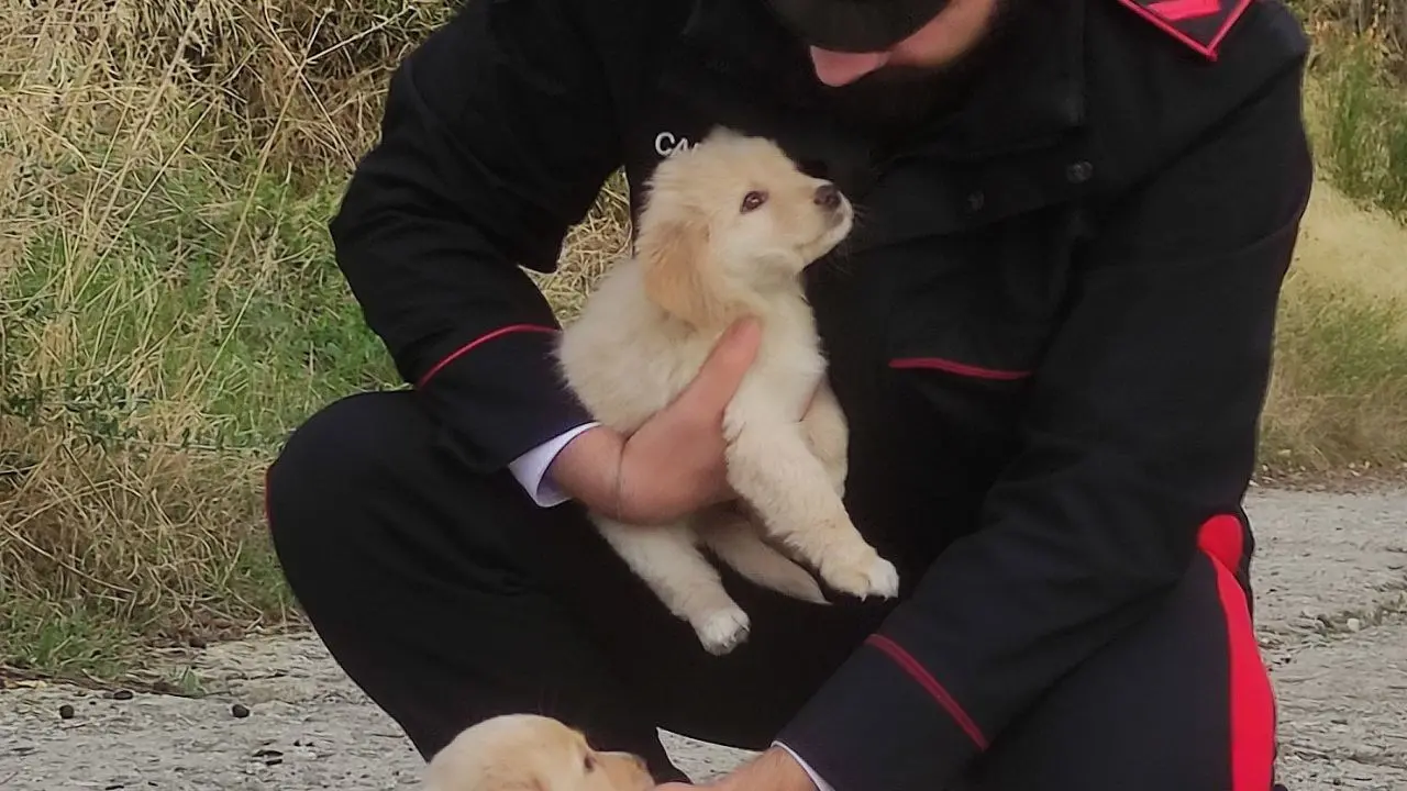 Caulonia, cuccioli di cane abbondonati in mezzo alla strada: salvati dai carabinieri