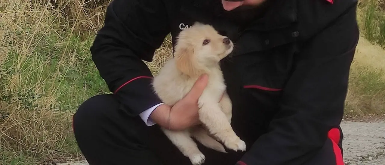 Caulonia, cuccioli di cane abbondonati in mezzo alla strada: salvati dai carabinieri