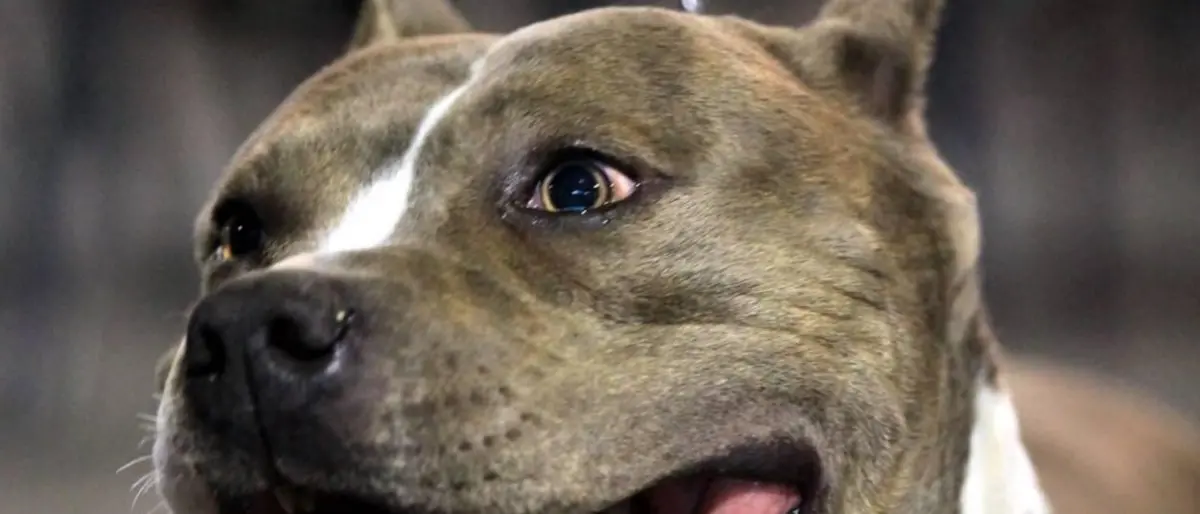 Corigliano Rossano, bimba di tre anni azzannata alla testa da un pitbull
