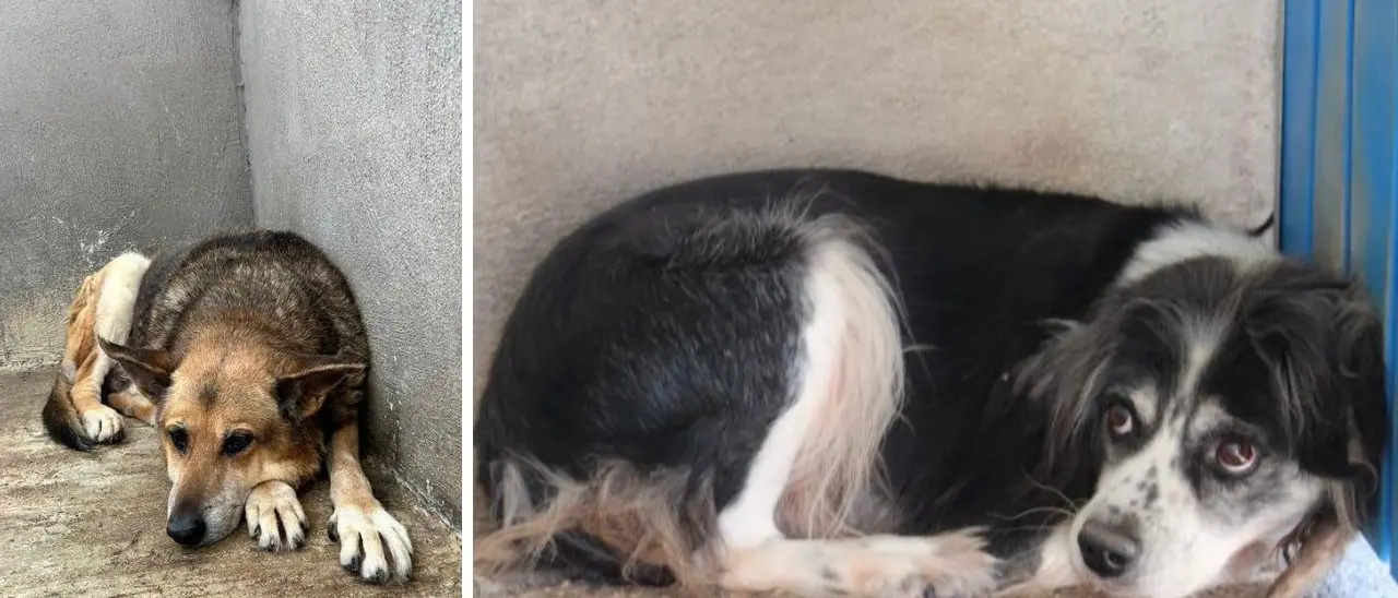 Randagismo in Calabria, aumentano le adozioni ma il sistema rischia di collassare. L’Enpa: «I canili sono stracolmi»