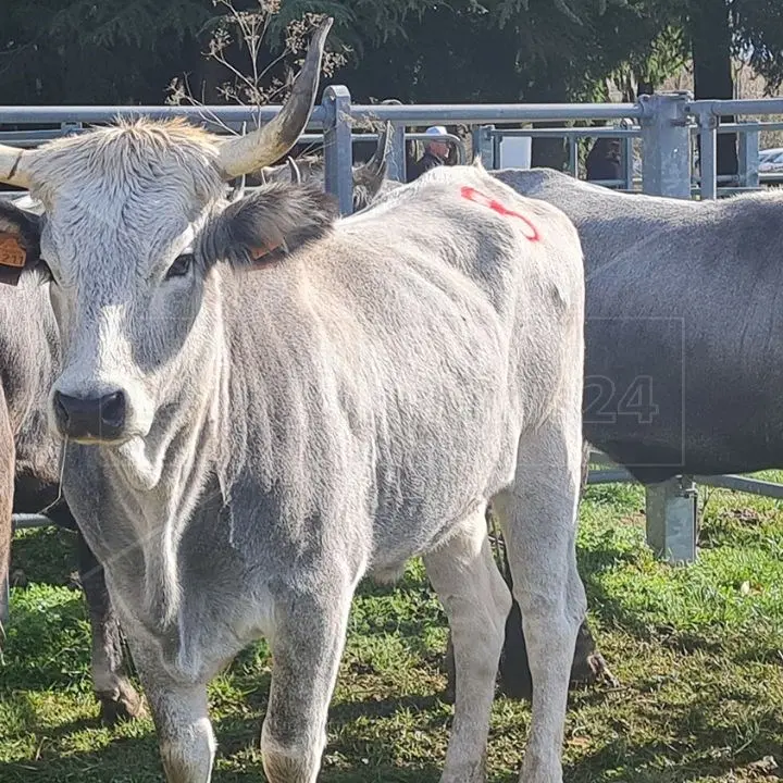 Hamburger della Transumanza: progetto locale che parla al mondo. La forza della comunicazione per lo sviluppo dell’agroalimentare