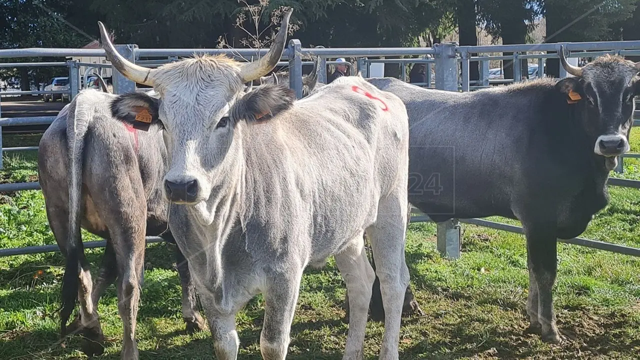 Hamburger della Transumanza: progetto locale che parla al mondo. La forza della comunicazione per lo sviluppo dell’agroalimentare