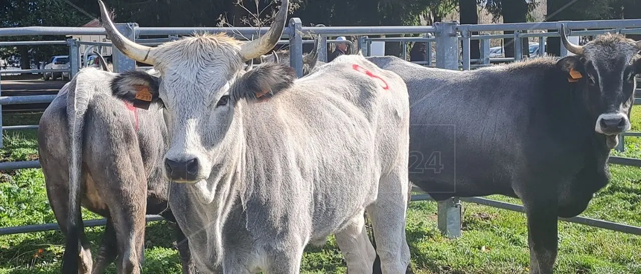 Hamburger della Transumanza: progetto locale che parla al mondo. La forza della comunicazione per lo sviluppo dell’agroalimentare