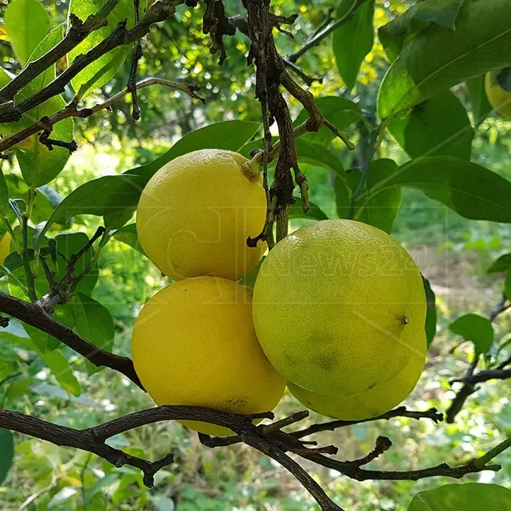 Il Bergamotto di Reggio Calabria può sprigionare un potenziale enorme. Con il riconoscimento Igp si colmerà un ritardo incomprensibile