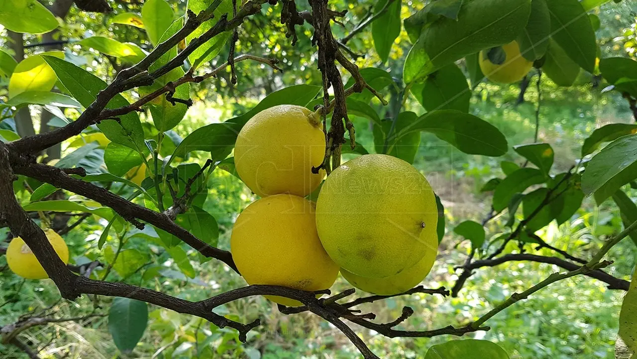 Il Bergamotto di Reggio Calabria può sprigionare un potenziale enorme. Con il riconoscimento Igp si colmerà un ritardo incomprensibile