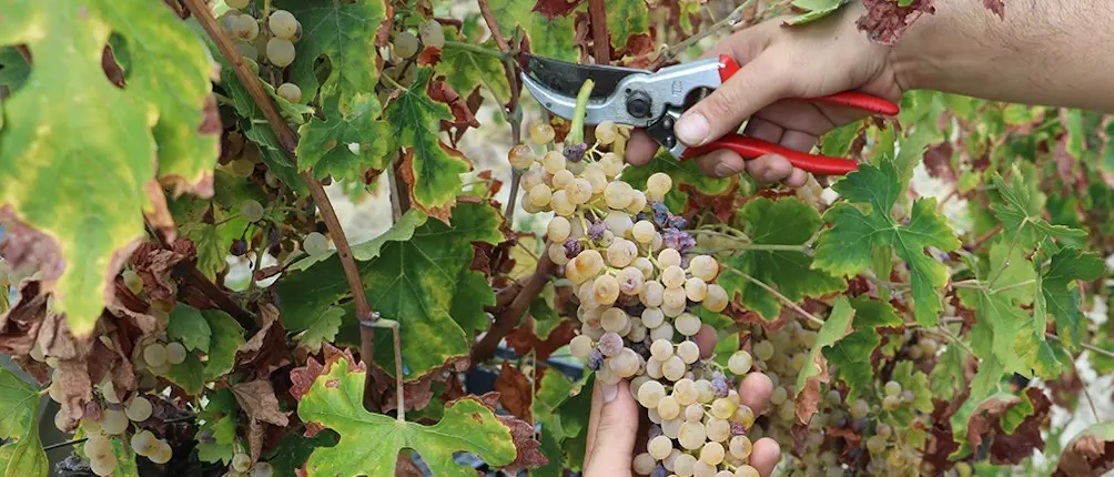 Il vino italiano che produce più valore? Il Prosecco Dop. La Calabria è una nicchia che ha bisogno di essere raccontata