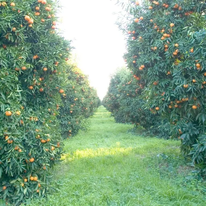 La Calabria investe sulla frutta, dal Psr 12 milioni di euro per finanziare nuovi impianti