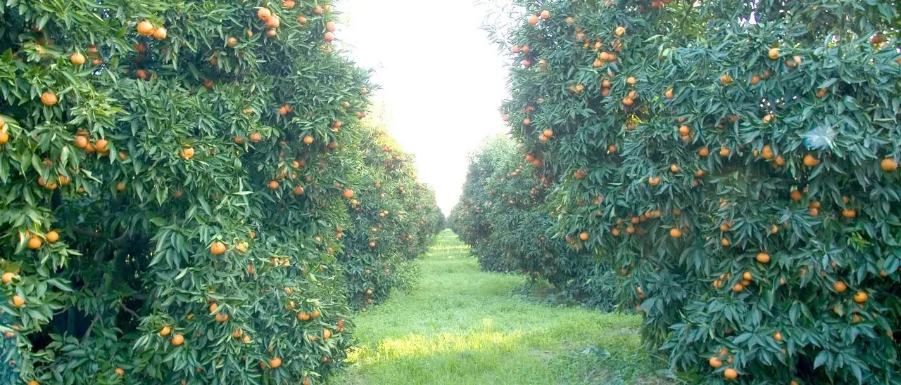 La Calabria investe sulla frutta, dal Psr 12 milioni di euro per finanziare nuovi impianti