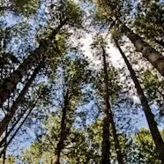 Un “bosco che canta”: presentato lo studio sugli uccelli che nidificano nella riserva de I Giganti della Sila\n