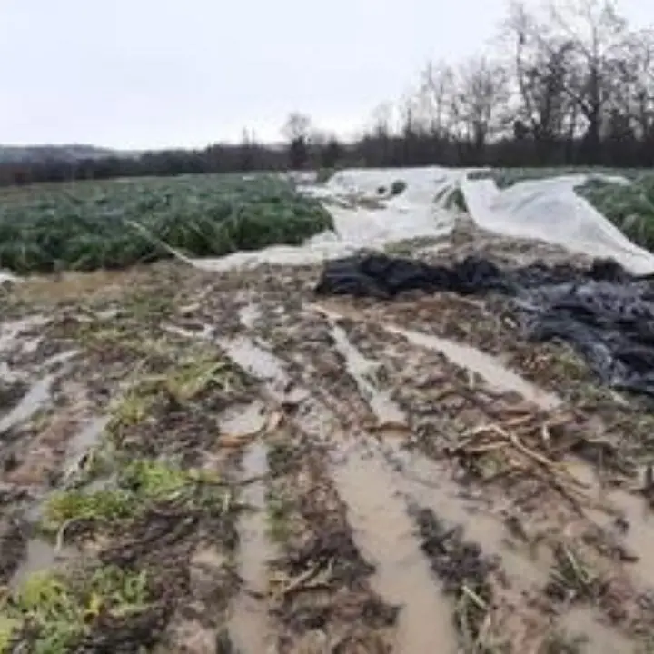 Finti agricoltori e veri ’ndranghetisti, fondi pubblici finiti nell’orbita dei clan: arrivano le prime condanne contabili