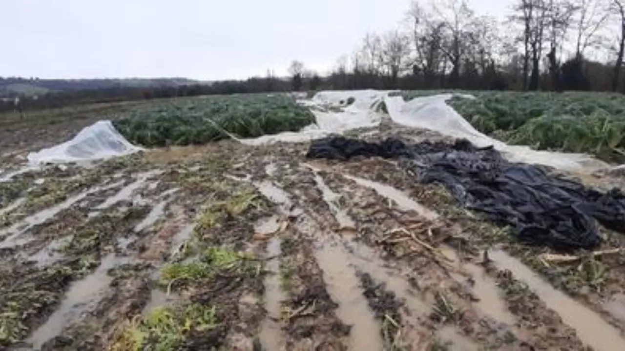 Finti agricoltori e veri ’ndranghetisti, fondi pubblici finiti nell’orbita dei clan: arrivano le prime condanne contabili