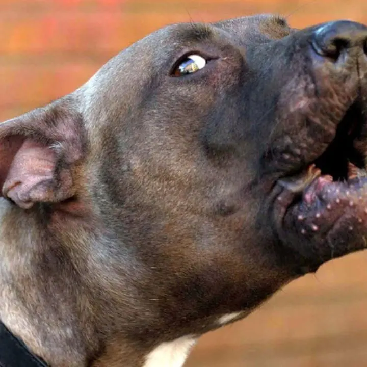 Panico a Mirto Crosia: un pitbull attacca e uccide un cane di piccola taglia e morde alla spalla la padrona