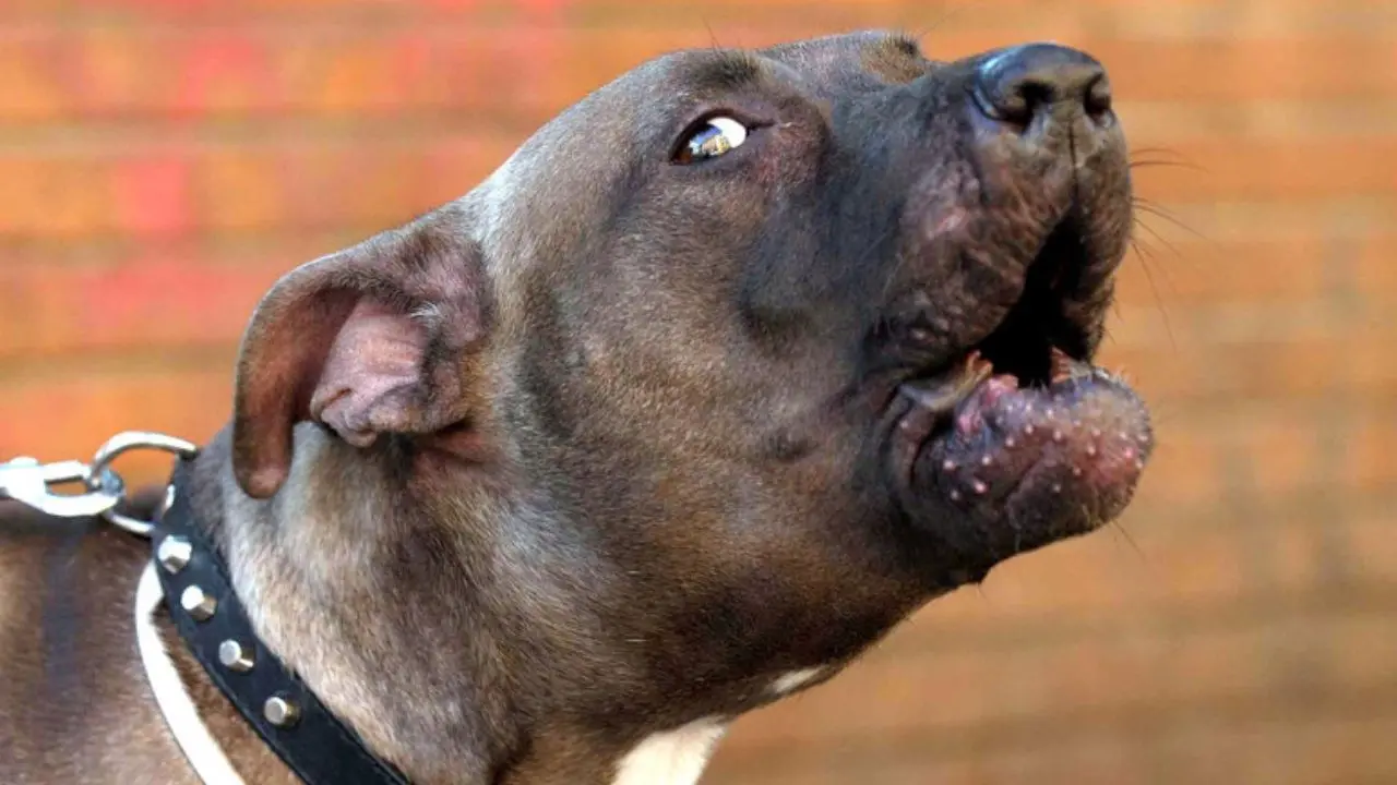 Panico a Mirto Crosia: un pitbull attacca e uccide un cane di piccola taglia e morde alla spalla la padrona