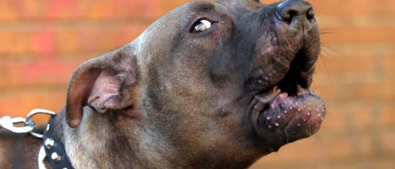 Panico a Mirto Crosia: un pitbull attacca e uccide un cane di piccola taglia e morde alla spalla la padrona