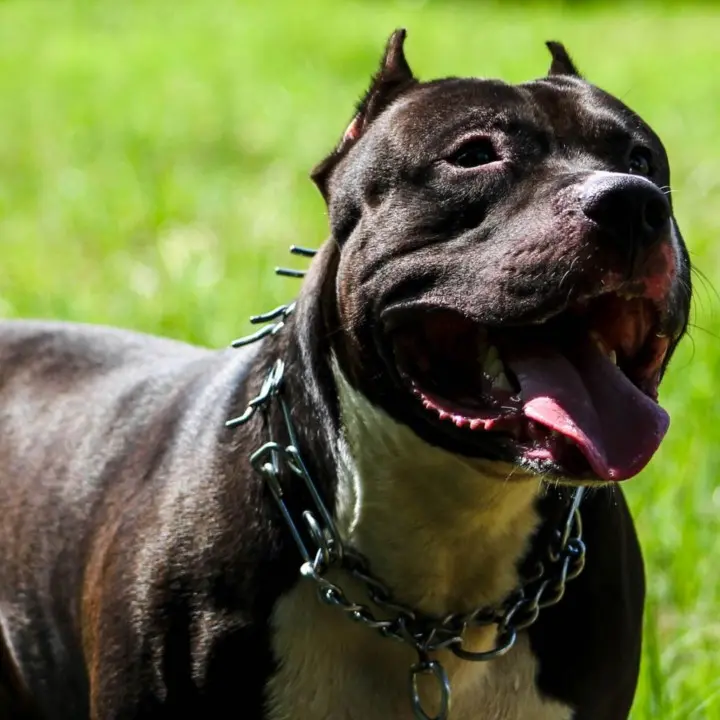 Madre e figlia aggredite da un pitbull nel Cosentino, grave 75enne ferita alla testa e all’orecchio