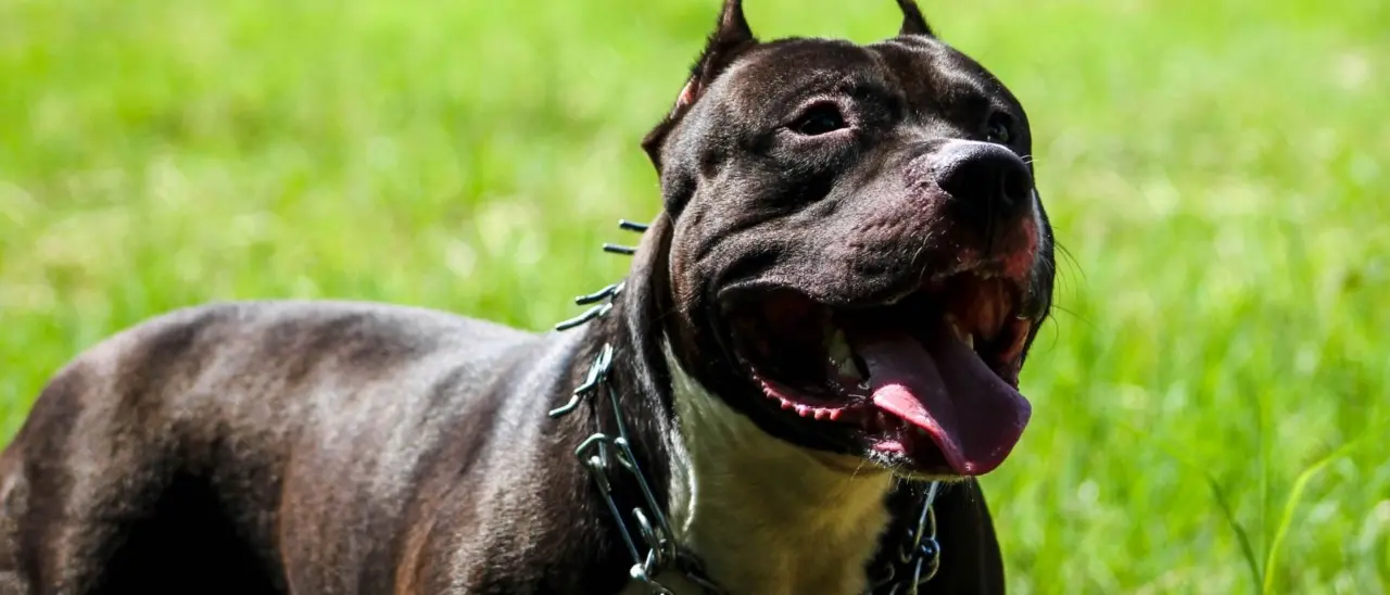 Madre e figlia aggredite da un pitbull nel Cosentino, grave 75enne ferita alla testa e all’orecchio