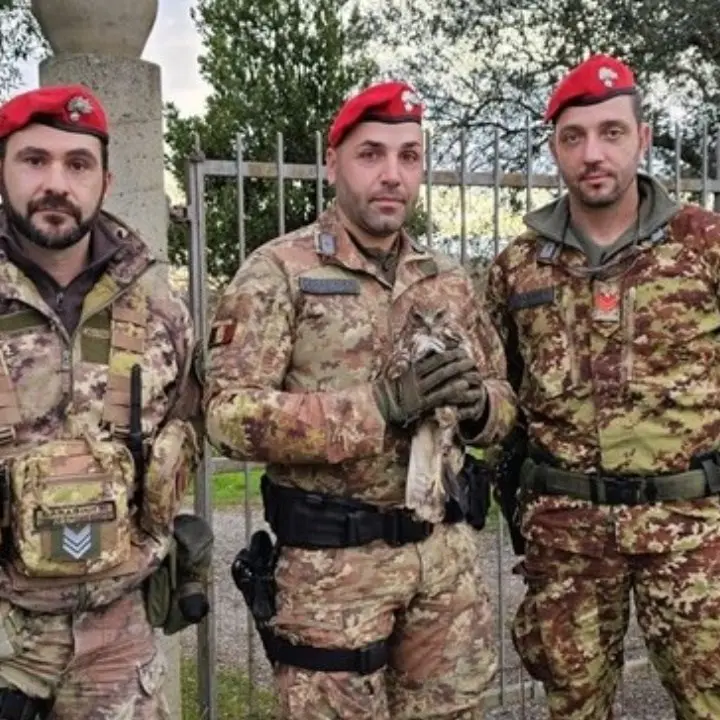 Carabinieri salvano una poiana dopo l’impatto con un’auto a Rosarno: si tratta di una specie protetta