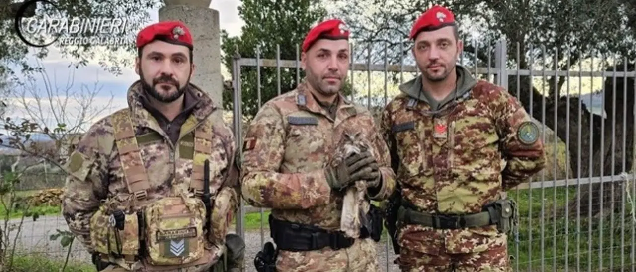 Carabinieri salvano una poiana dopo l’impatto con un’auto a Rosarno: si tratta di una specie protetta