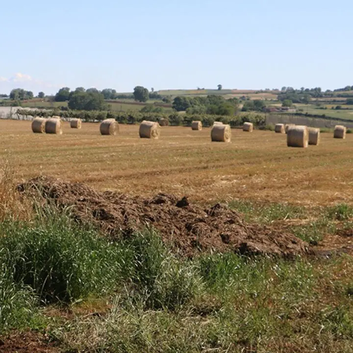 Agricoltura biologica, Calabria leader in Italia: valori record per superficie e per numero di produttori