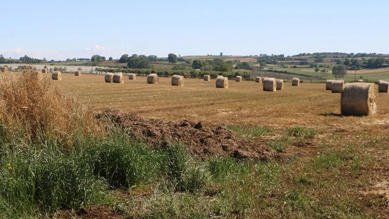 Agricoltura biologica, Calabria leader in Italia: valori record per superficie e per numero di produttori