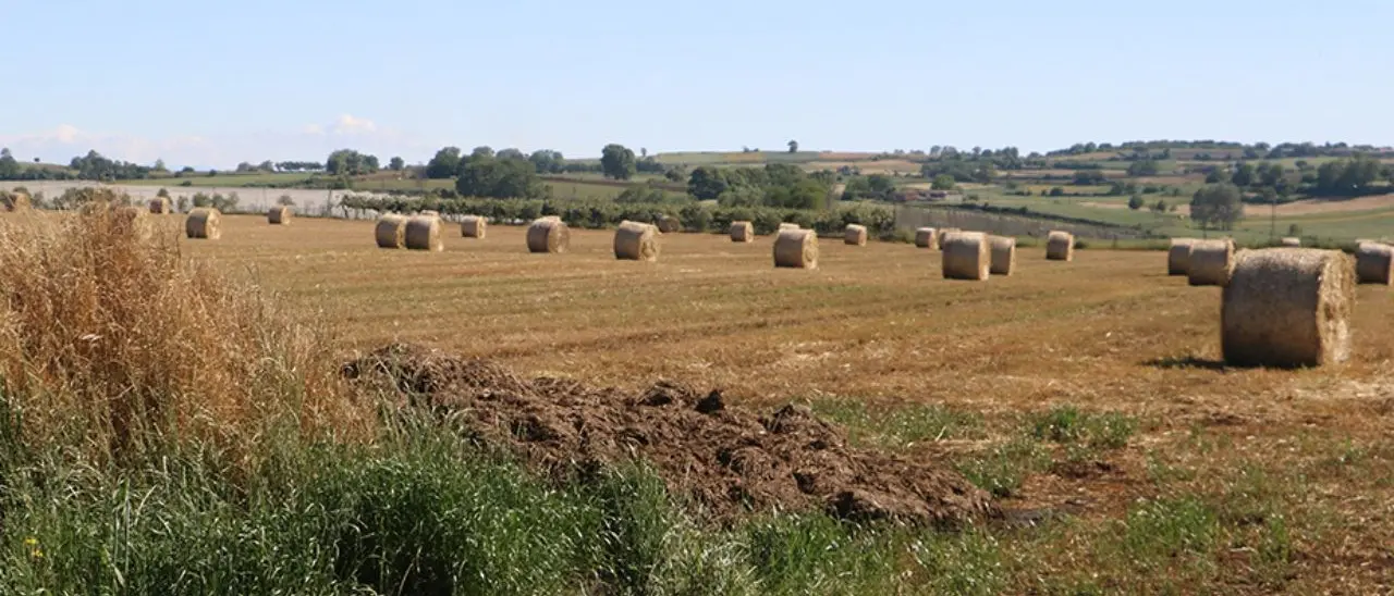 Agricoltura biologica, Calabria leader in Italia: valori record per superficie e per numero di produttori