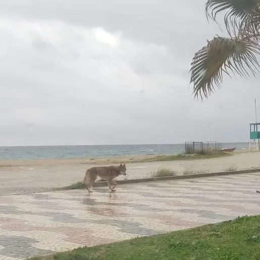 Un lupo sul lungomare di Soverato. Gli animalisti: «Potrebbe essere un esemplare puro». Il Comune: «No, è un cane»