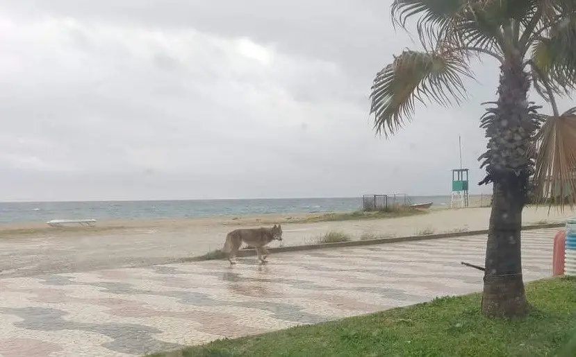 Un lupo sul lungomare di Soverato. Gli animalisti: «Potrebbe essere un esemplare puro». Il Comune: «No, è un cane»