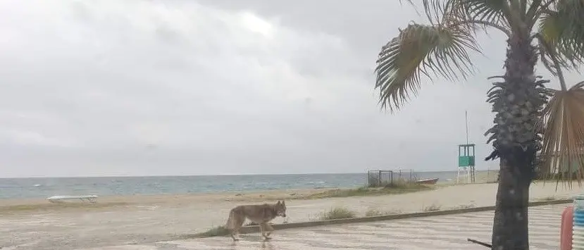 Un lupo sul lungomare di Soverato. Gli animalisti: «Potrebbe essere un esemplare puro». Il Comune: «No, è un cane»