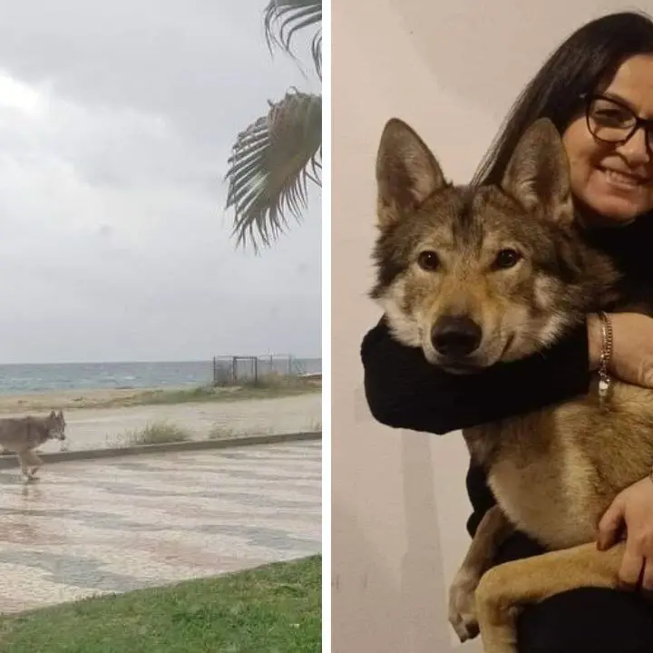 Il lupo di Soverato è… un cane (cecoslovacco): «Ecco la pericolosissima belva, il mio cucciolo»