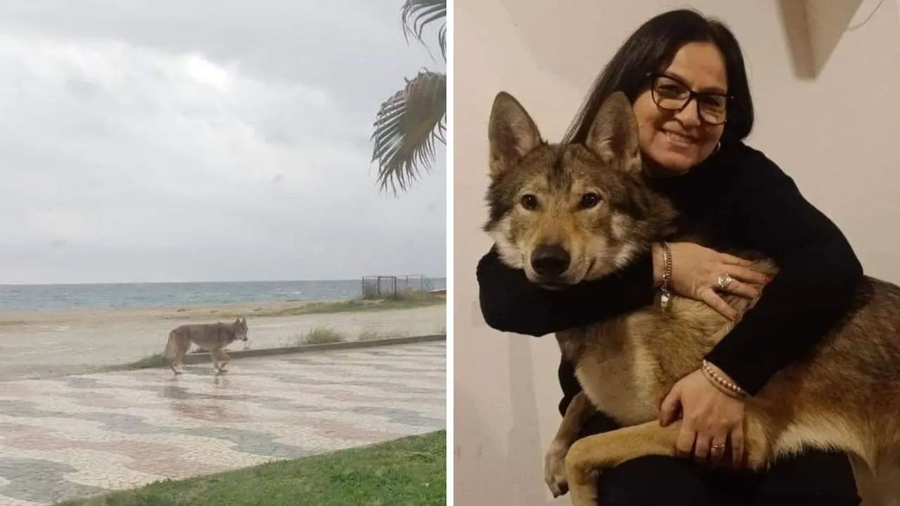 Il lupo di Soverato è… un cane (cecoslovacco): «Ecco la pericolosissima belva, il mio cucciolo»