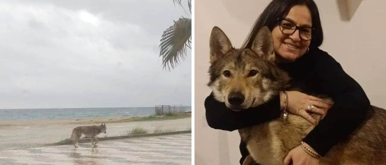 Il lupo di Soverato è… un cane (cecoslovacco): «Ecco la pericolosissima belva, il mio cucciolo»