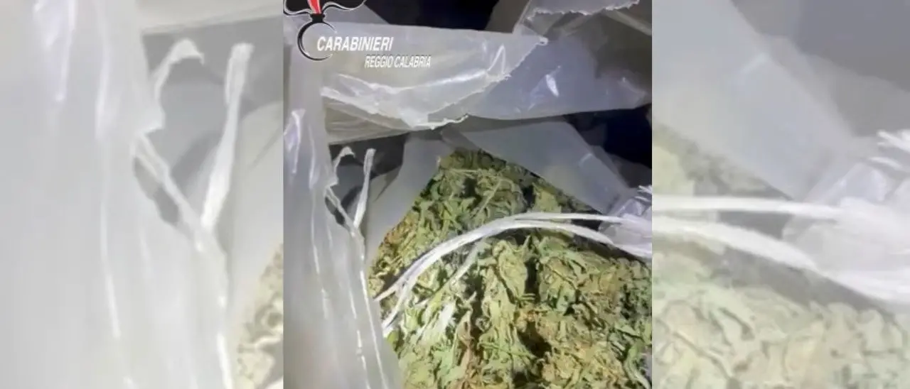 Vibo Valentia, salvati dalla genetica (e da una perizia): assolti dalla Cassazione i vivaisti accusati di coltivare marijuana