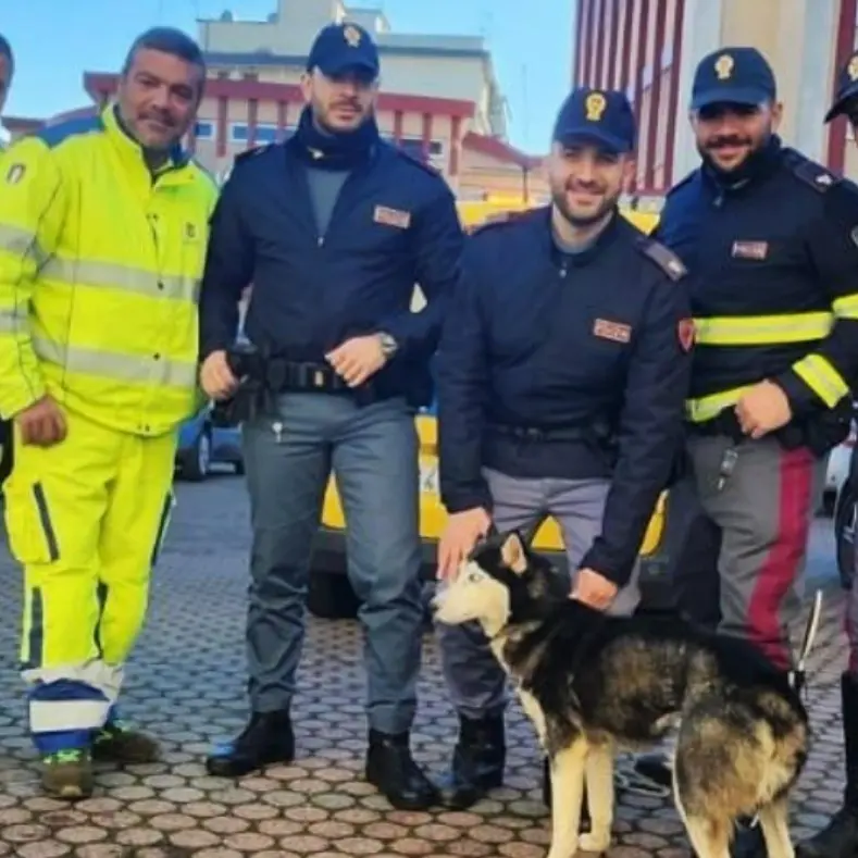 Vagava spaesato lungo la statale “Jonio-Tirreno”: cane soccorso e recuperato da Anas e polizia stradale
