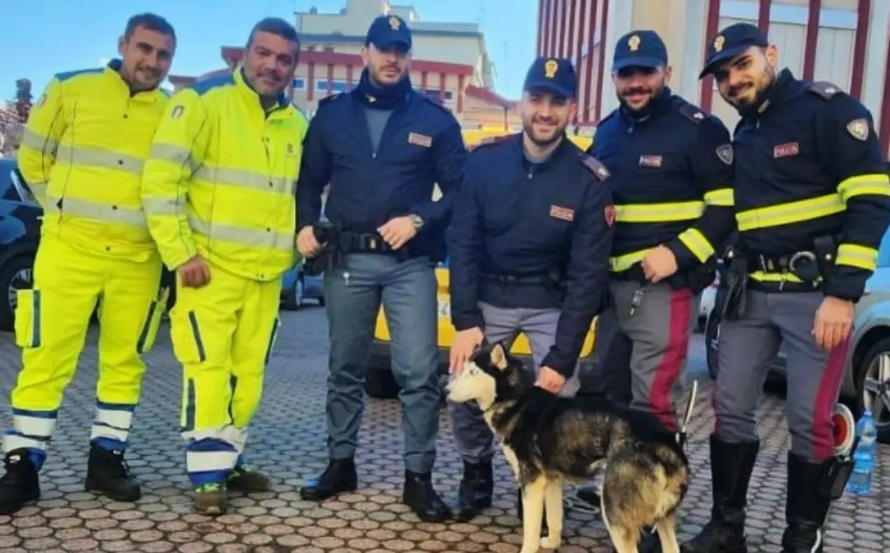 Vagava spaesato lungo la statale “Jonio-Tirreno”: cane soccorso e recuperato da Anas e polizia stradale