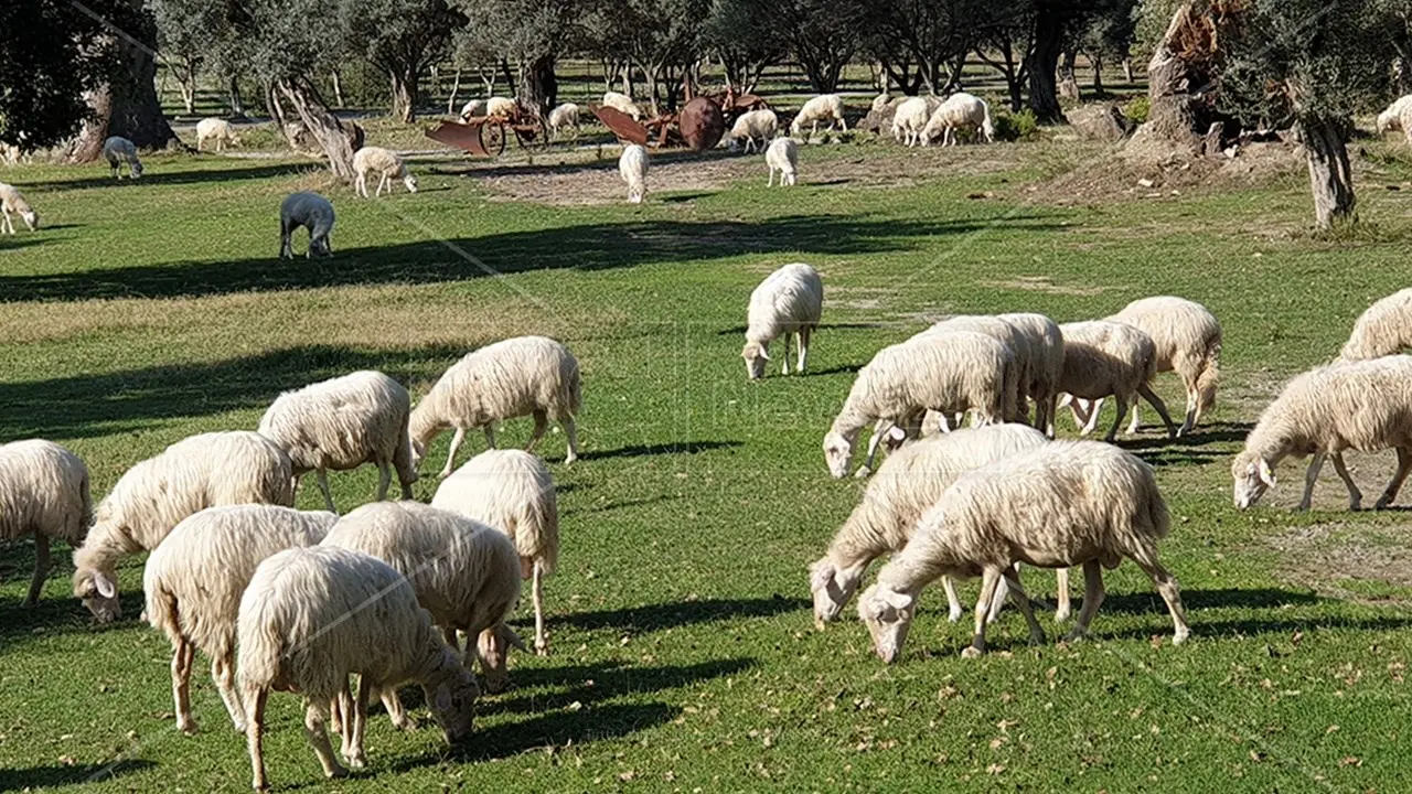 Forte crescita degli agriturismi in Italia, con Toscana e Bolzano leader: in Calabria nel 2021 attive 552 strutture