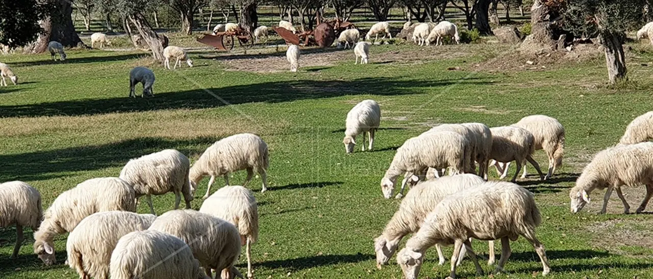 Forte crescita degli agriturismi in Italia, con Toscana e Bolzano leader: in Calabria nel 2021 attive 552 strutture