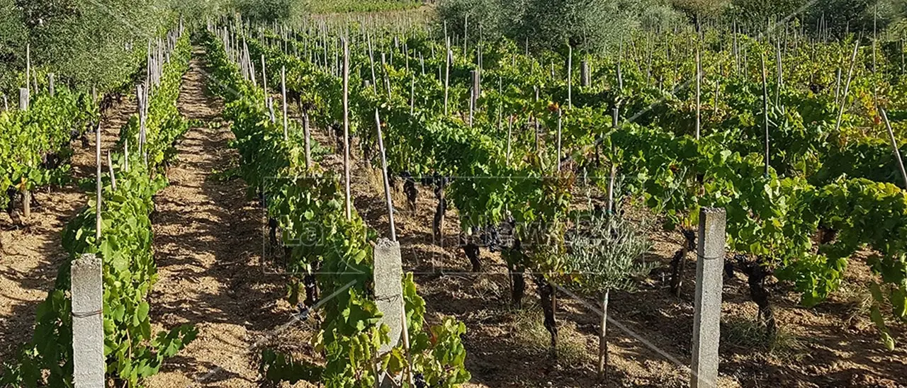 Export del vino in calo e consumatori sempre più attenti al prezzo. La Calabria rappresenta lo 0,26% del mercato in Italia