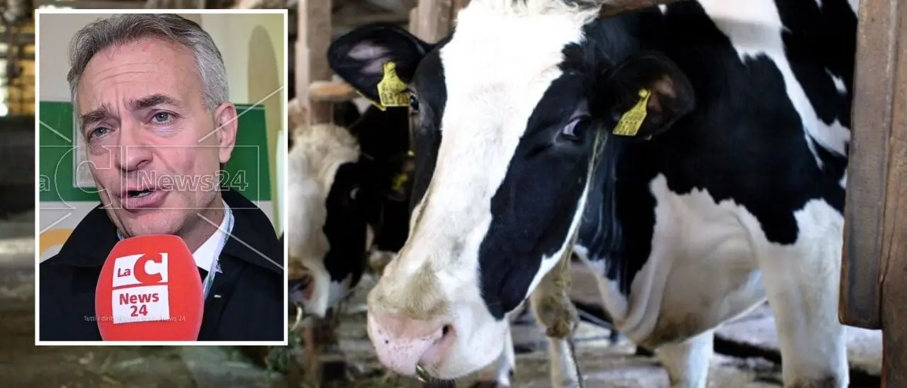 Benessere animale, 12 milioni di euro agli allevatori calabresi: 1388 i beneficiari per l’annualità 2023