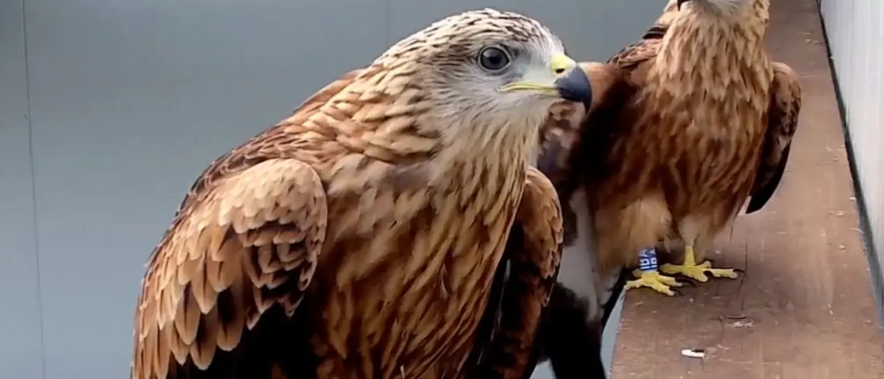 Il nibbio reale torna in Aspromonte: il video del progetto per il reinserimento in natura